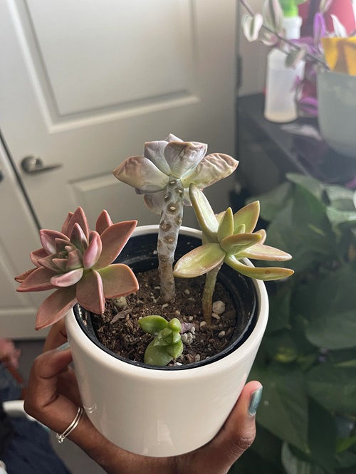 Underwatering Causes for Succulents Dying