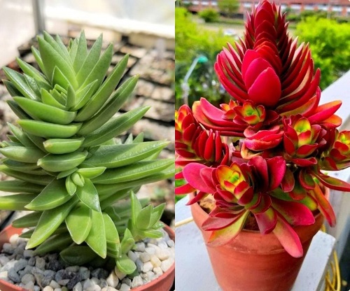 Succulents That Change Colors 3