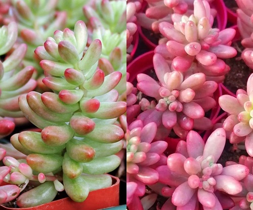 Outdoor Succulents That Change Colors 2