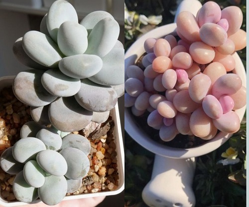 Pachyphytum oviferum 1