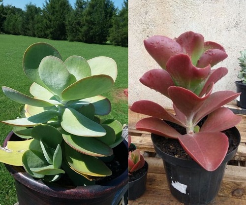 Outdoor Succulents That Change Colors 3