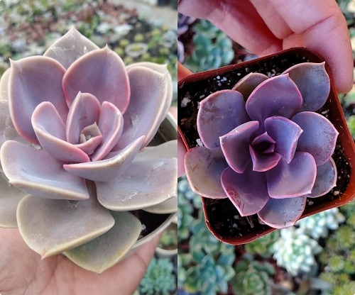 Outdoor Succulents That Change Colors 1