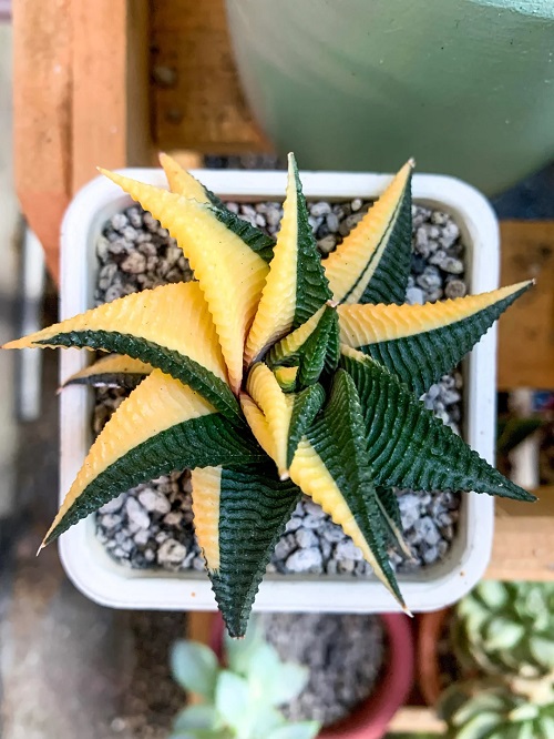 Variegated haworthia limifolia 