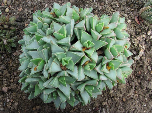 Beautiful Succulent Ground Covers 5