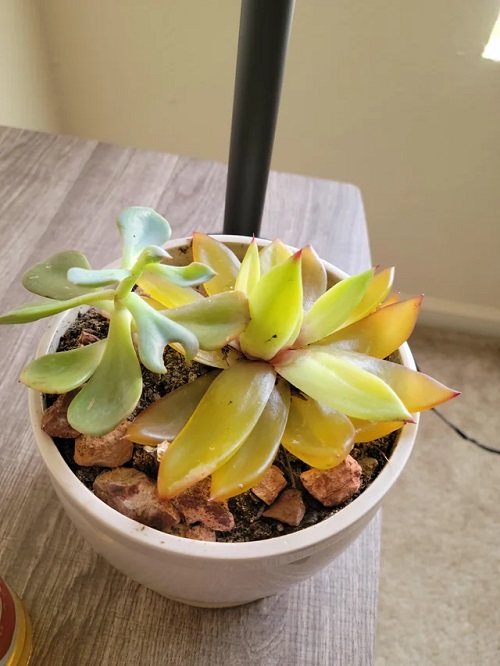 Wrong soil Succulent Leaves Turn Yellow