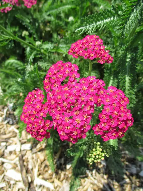 Yarrow with beautiful Flower