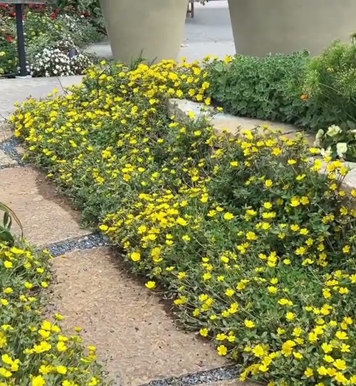 Indoor Succulent Ground Covers 3