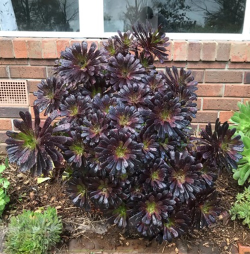 Outdoor Succulent Ground Covers 6