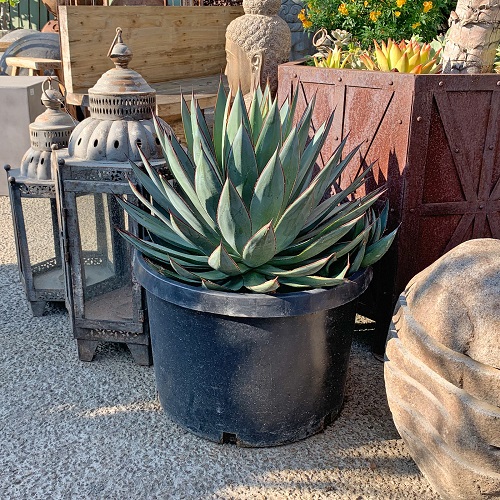 Common Succulent Plant 1