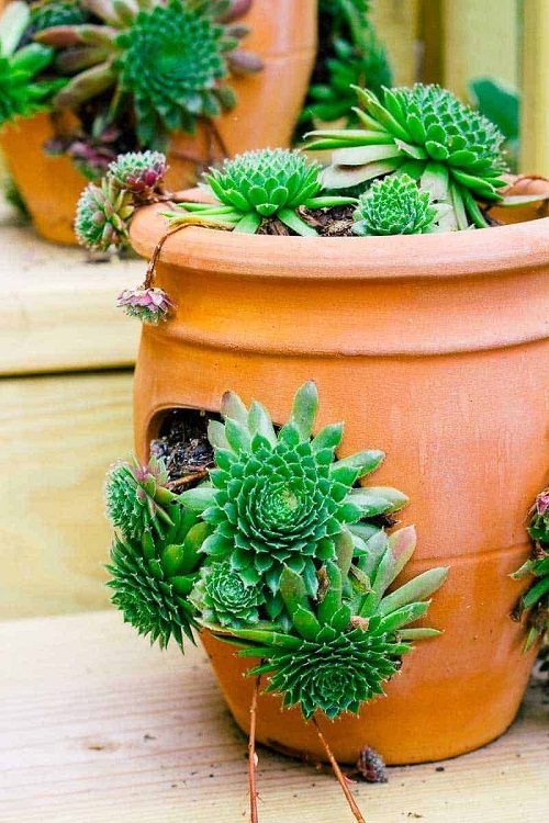 Beautiful Succulent  Plant 2