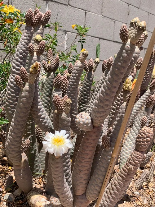 Succulent  Cactus Varieties 1