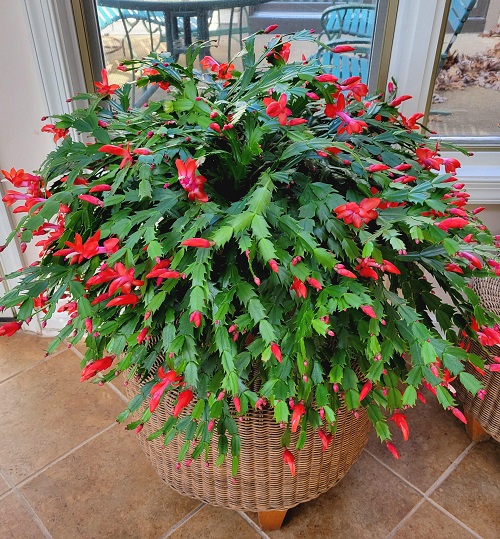 Succulent Garden Plant 2