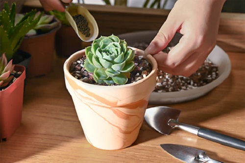 Best Time to Fertilize Succulents for Faster Growth and Rooting 3