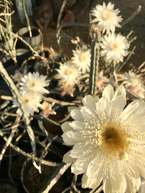 Do Cactus Die After Flowering