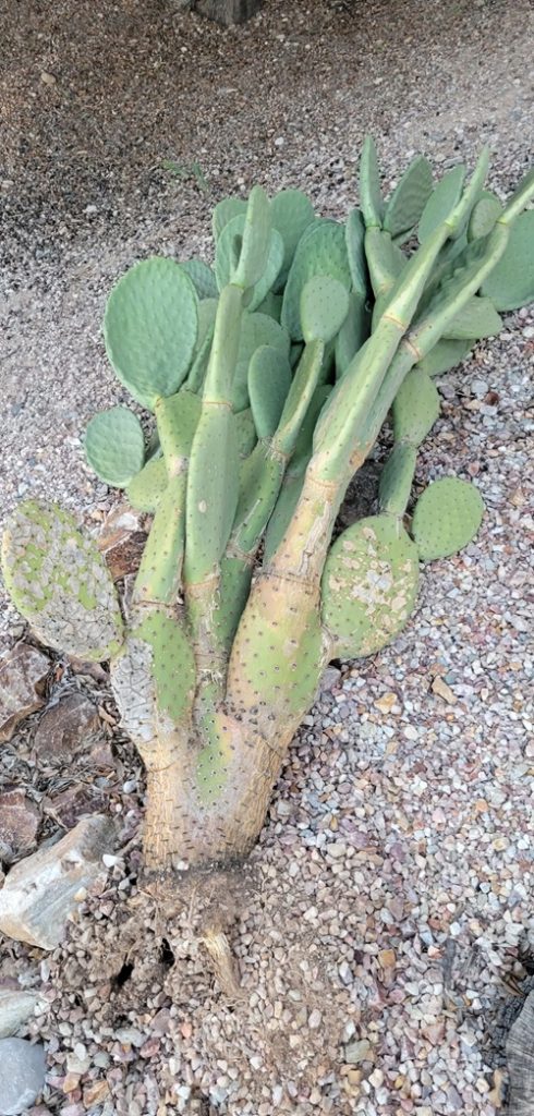 Cactus falling in garden