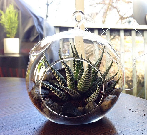 Haworthia Plants for Terrariums 1