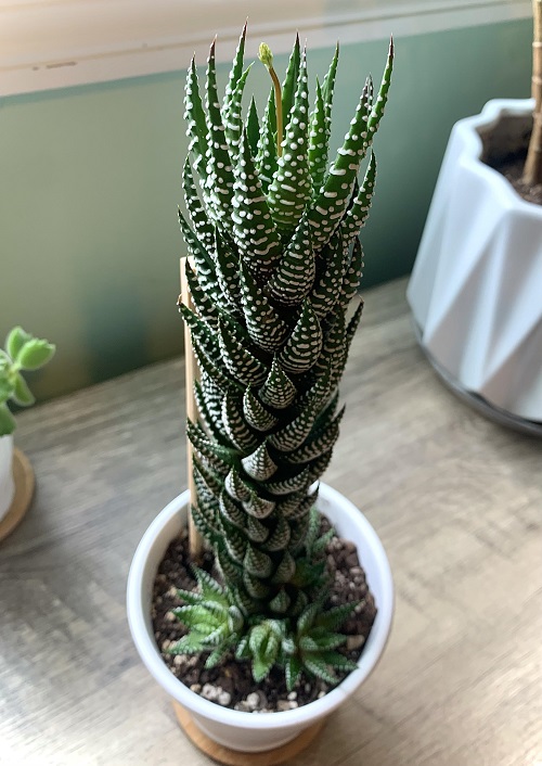 Common Succulent Plant 4