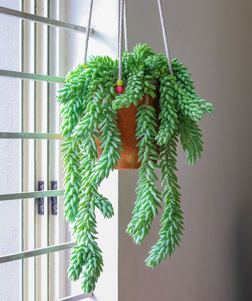 Reviving Burro's Tail  1