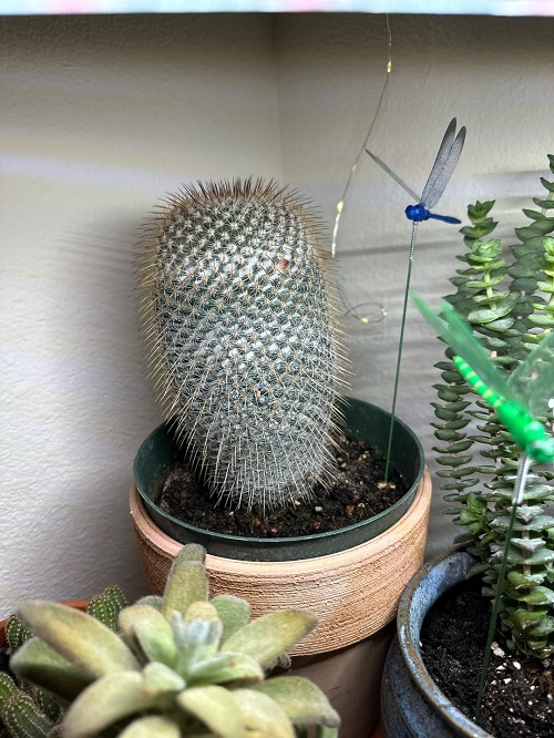 Indoor Succulent Plant 3