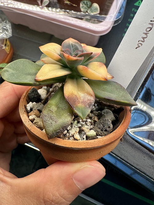 Pests problem  Succulent Leaves Turn Yellow