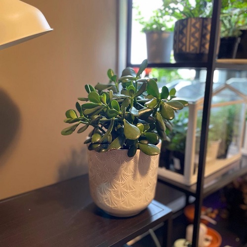 succulent dormancy period
