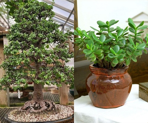 Elephant Bush vs Jade Plant 1