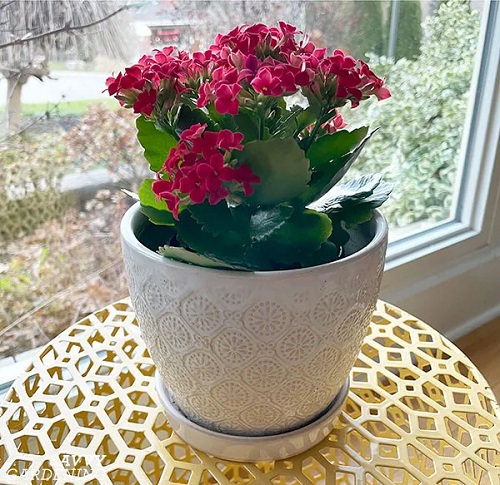 Indoor Succulent Plant 4