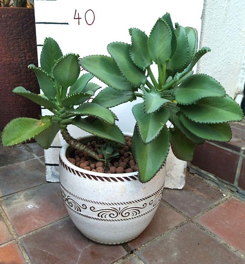 Kalanchoe Variation Is Edible 