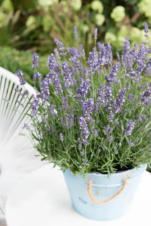 Lavender in pot