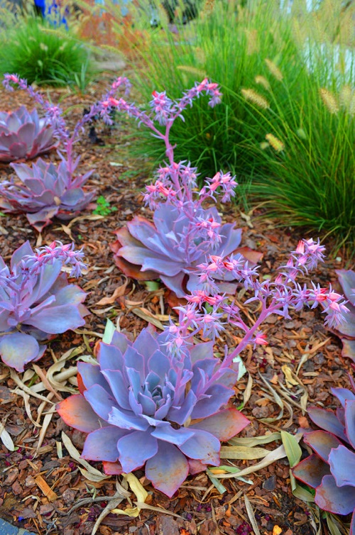 Common Succulent Plant 2