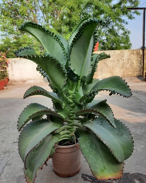 Edible Kalanchoe Varieties are as Good as an Aloe Vera