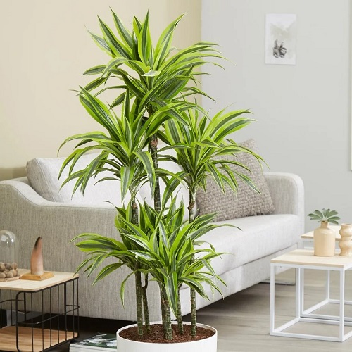 Beautiful Succulent  Plant  3