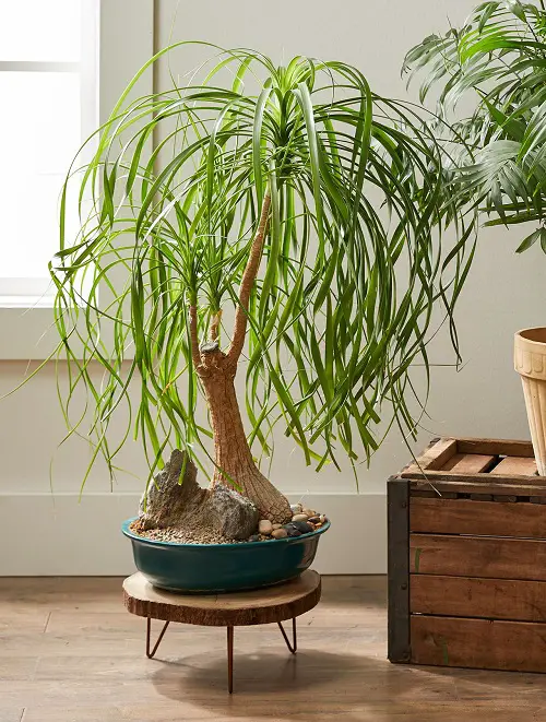 Beautiful  indoor Plants 1