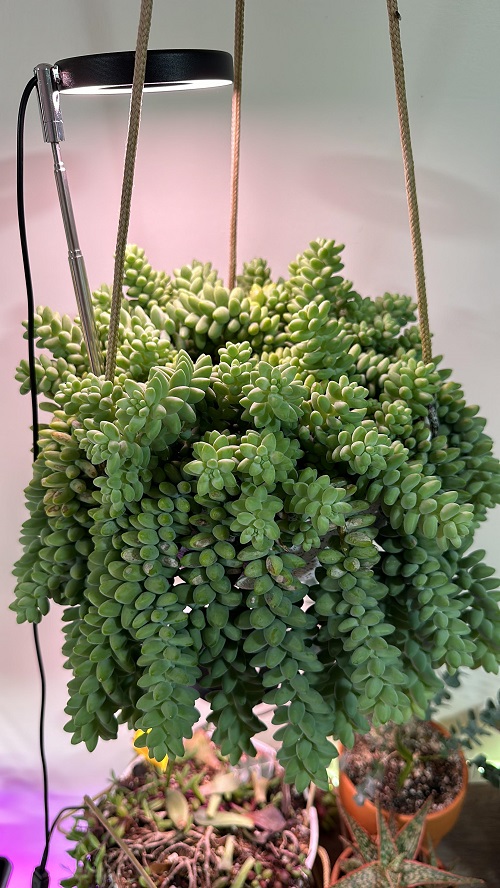 Indoor Succulent Plant 1