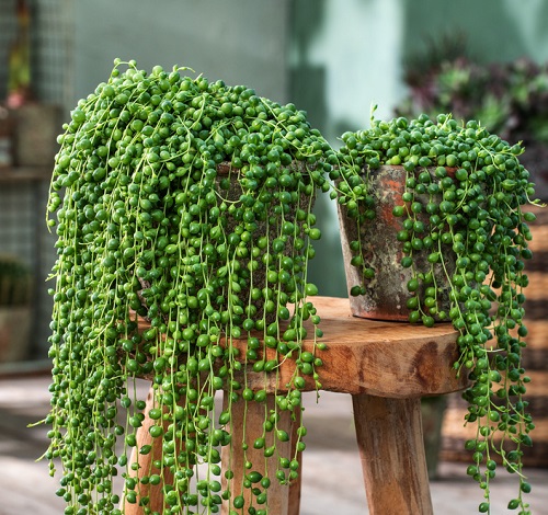 Succulent Garden Plant 5