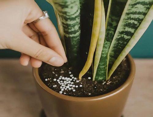 Snake Plant Fertilization 1