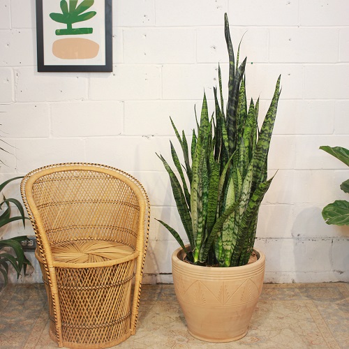 Snake Plant Container Size 1