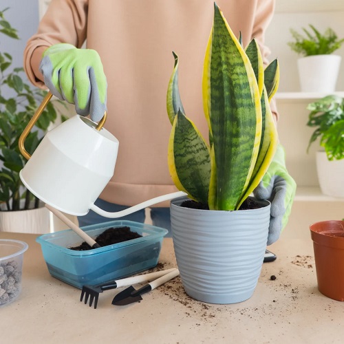 Snake Plant Balanced Watering 1