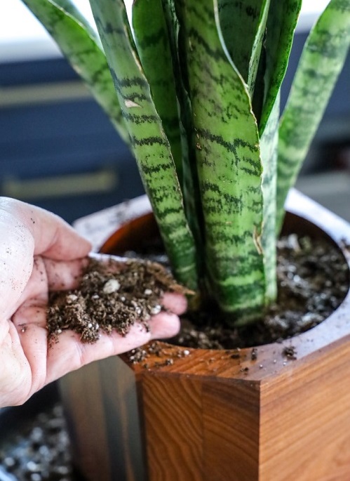 Snake Plant Use Gritty Soil Mix 1