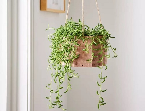 Best Hanging  Curio radicans 