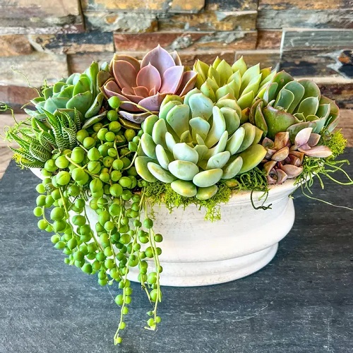 All You Need to Know About Creating an Indoor Succulent Garden 2