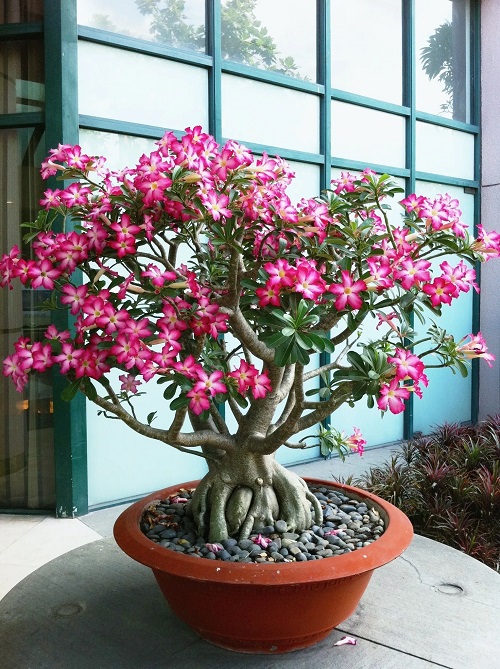 Indoor Succulent Plant 5