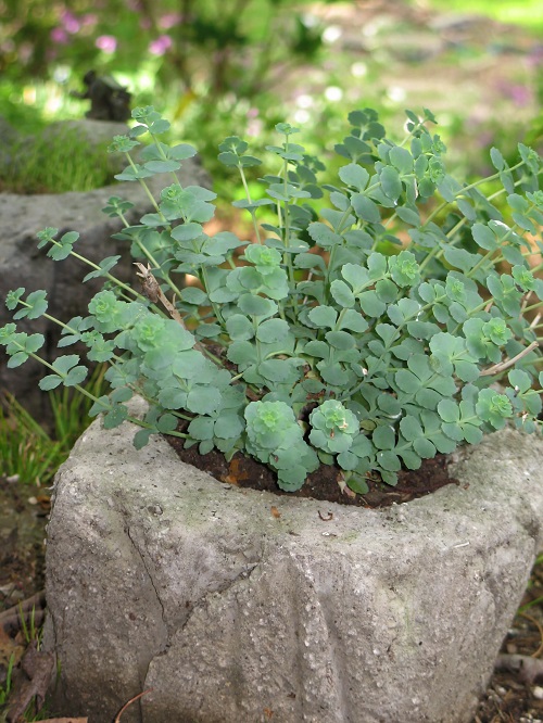 Sedum sieboldii that look like eucalyptus