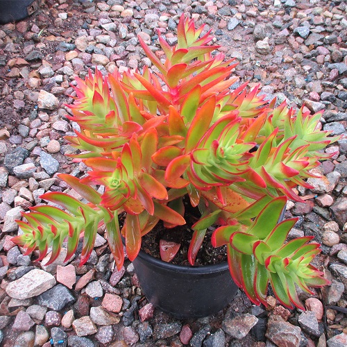 Outdoor Colorful Succulent Plants 2