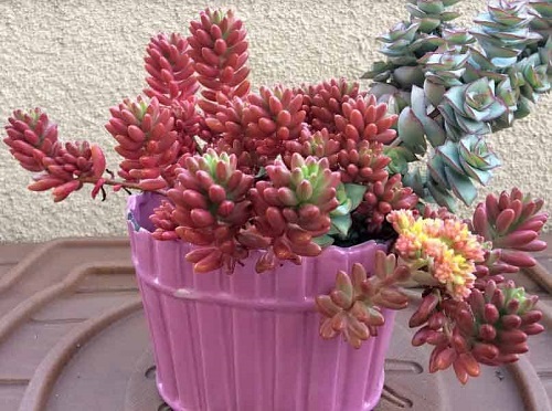 Outdoor Colorful Succulent Plants 3