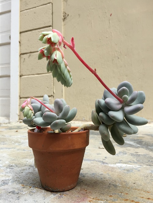 Outdoor Colorful Succulent Plants 4