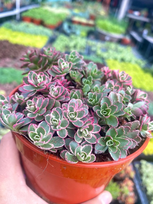 Outdoor Colorful Succulent Plants 5