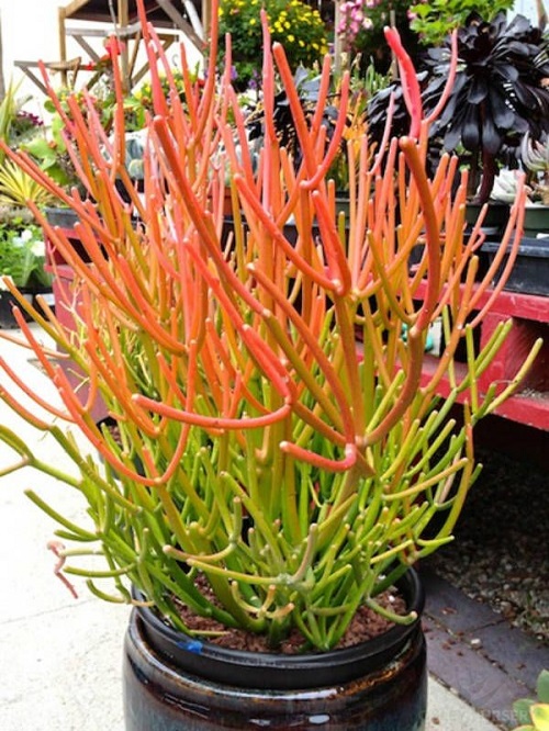 Colorful Succulent Plants 2