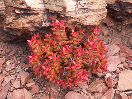 Indoor Colorful Succulent Plants 2