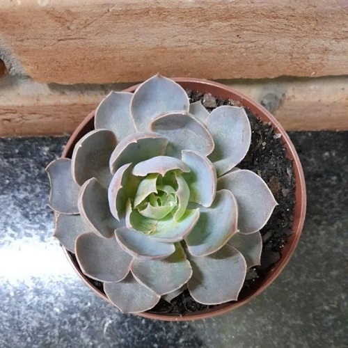 dormant for echeveria